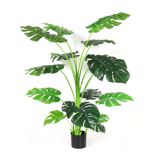 Monstera Deliciosa